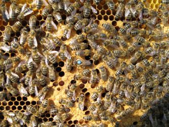 Matki pszczele